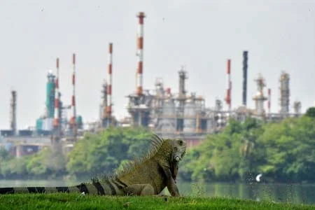 Iguana Barrancabermeja